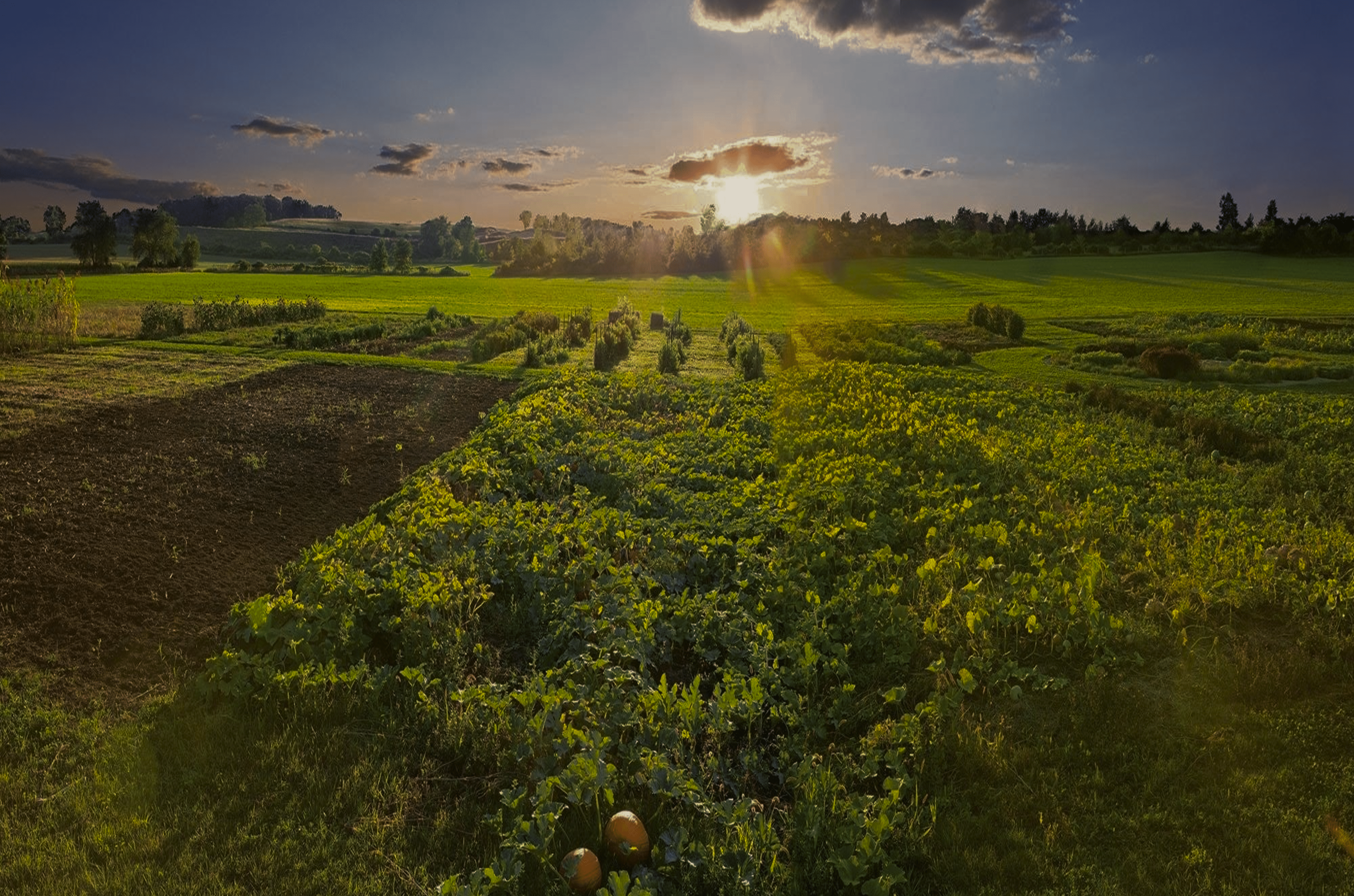 At Sub-Zero, Wolf, and Cove, we aspire to be a leader in both food preservation and the preservation of our planet.